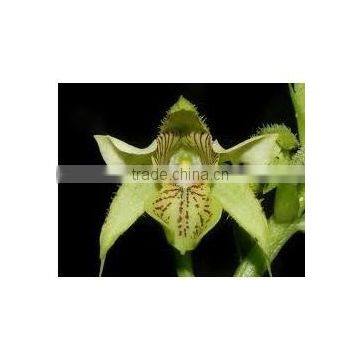 JIWANTI EXTRACT photo-3