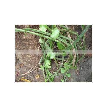 CISSUS QUADRANGULARIS photo-2