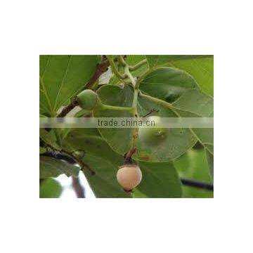 CORDIA DICHOTOMA