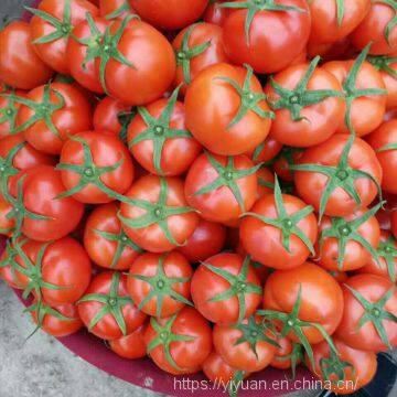 vegetablel seed red tomato seed greenhouse tomato seeds no 56