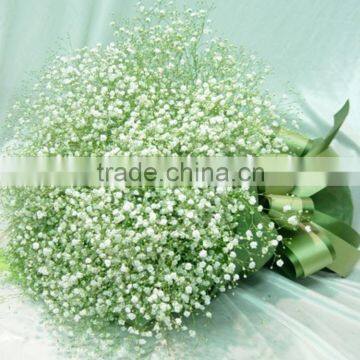 Cut Fresh best selling various gypsophila