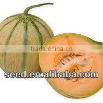 wide stripe melon seed for sale