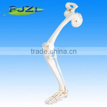 Medican teaching skeleton Leg skeleton with hip bone(left) model