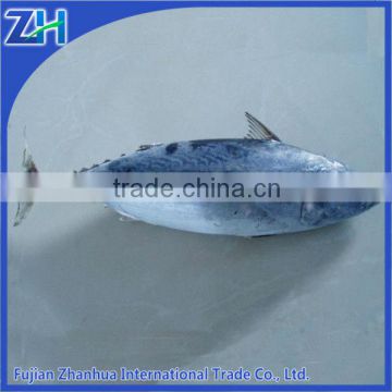 Frozne seafood IQF Fresh whole Frozen Bonito for sale