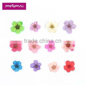 2016 12 Colors Dried Dry Flower UV Gel Acrylic False Tips Nail Art Decoration Real Flower photo-5