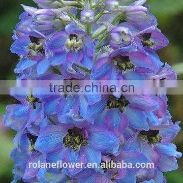 best selling fresh cut colorful delphinium flowers for wedding decoration