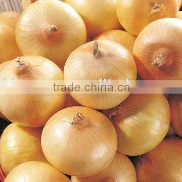 Supply Fresh Yellow Onion with best price