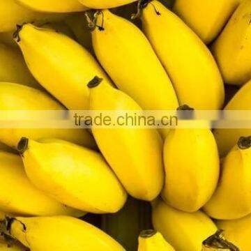 Top Quality & Competitive Price of Natural Spray Dried Banana Powder