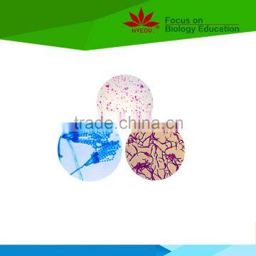 Individual slides Wholesale and Retail Microbial strain medical and bacterial prepared slides