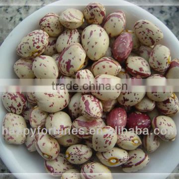 Light Speckled Kidney Beans Xinjiang Round Shape