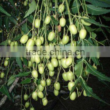 NEEM SEEDS photo-4