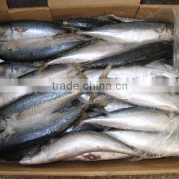 new catching jack mackerel on sale