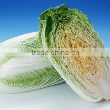 CHINESE FRESH GREEN CABBAGE FLAT TYPE LONG SHAPE