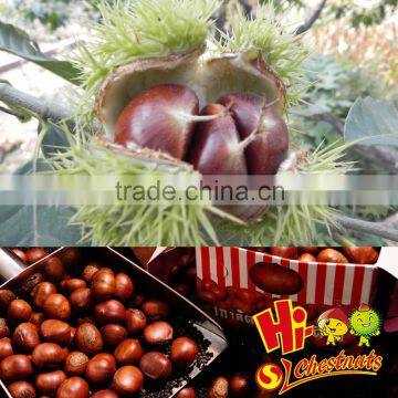 Eating Chinese Chestnuts photo-4