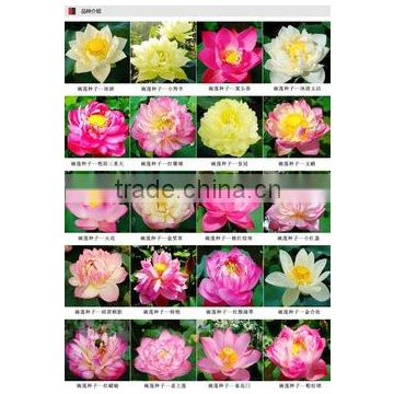 High Quality Bowl Lotus Flower Seed For Growing