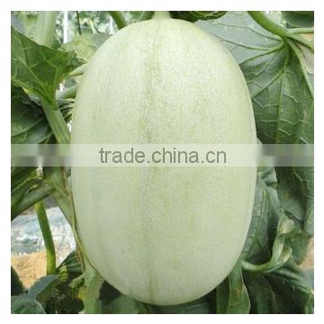 Hybrid sweet melon hami melon seeds for sale white honey