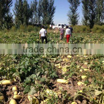 Hybrid for Seed Zucchini Seeds Squash Seeds for Growing-golden Abundant photo-4