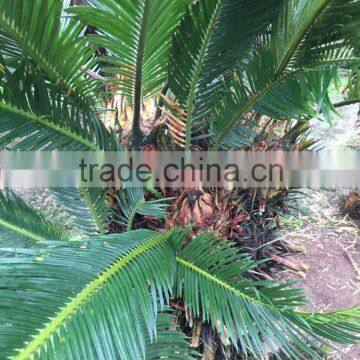 Multi-head Cycas Revoluta