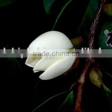 Michelia figo seedling