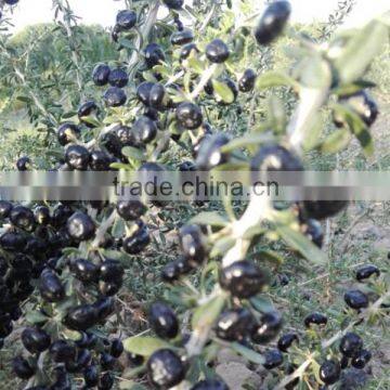 Black Goji Berry Extract Anthocyanin 25%