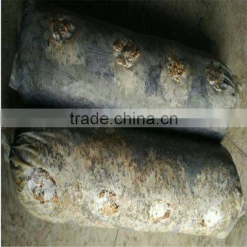 2016 Shiitake Mushroom Log,Shiitake Mushroom Oak Log For Sale photo-2