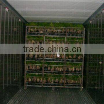 Bonsai- Ficus Microcarpa