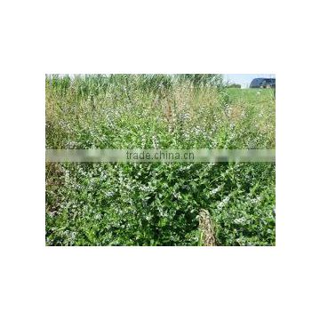 Professional Factory Supply Good Quality Mentha Aevensis 50% Dementh OiIsed