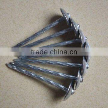BWG9 BWG10 Export to Africa and Myanmar Indonesia E-galvanized Umbrella Head ROOFING NAILS photo-5