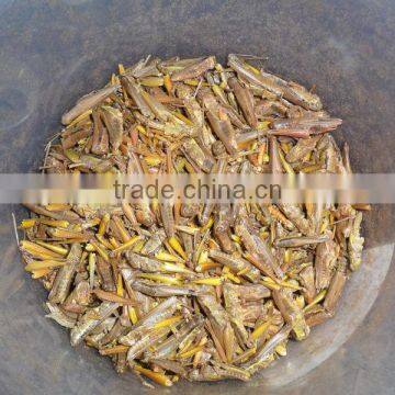 Dried Grasshopper for Birds photo-5