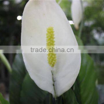 Artificial Bonsai Plants Artificial Red Palm Bonsai Decor photo-2