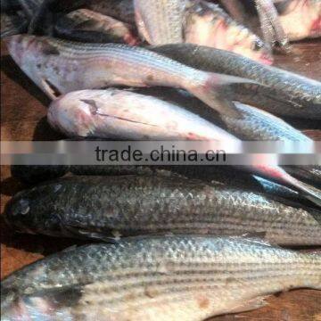 land frozen grey mullet whole round with size 700-1000g,1000-1500g