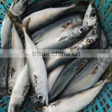 Frozen W/R Pacific Mackerel High-quality Seafood Fresh Fish photo-2