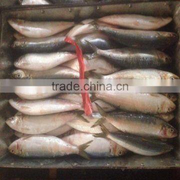 China made canned fish sardine low price frozen sardine for canning