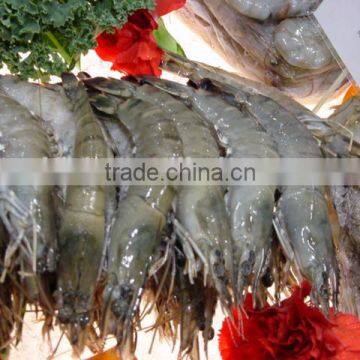 Black Tiger Prawn photo-4