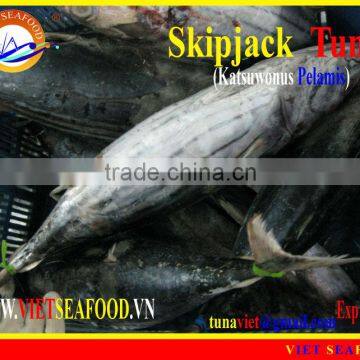 FROZEN W/R SKIPJACK TUNA