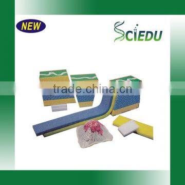 Classroom Teaching Geography Educational Model photo-6