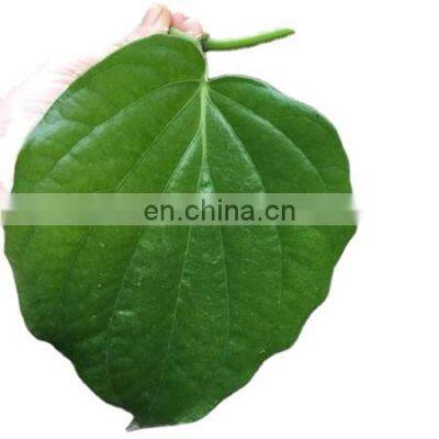 Organic pure betel leaf from Vietnam