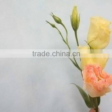 Color most popular eustoma fresh cut flower