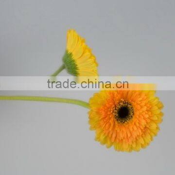 Fashion Champagne fresh cut gerbera with yellow color