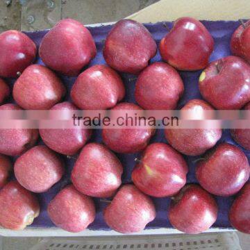 Dealer huniu apple fresh fruit in factory price