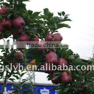 2011 new huaniu apple