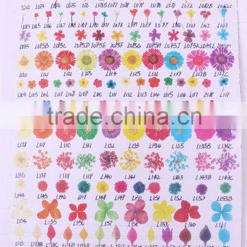 Many style and colors Dry flowers sticker for nail art accessories