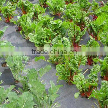 Biodegradable Vegetation Cover PP SpunBond Non woven Fabric/Wholesale Cheap Fabric polypropylene