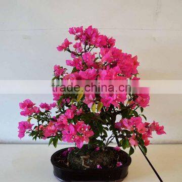 Bougainvillea Spectabilis