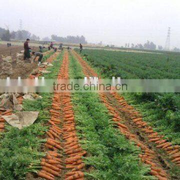 specifications of fresh carrots from Chinese carrot supplier