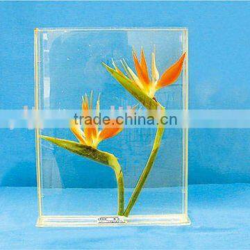 Embeded flower plant specimen for biology teaching