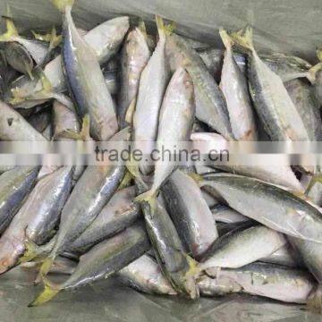 wholesale frozen indian mackerel for export