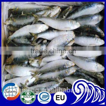 Price frozen sardine fish for canning 20-30pcs/kg