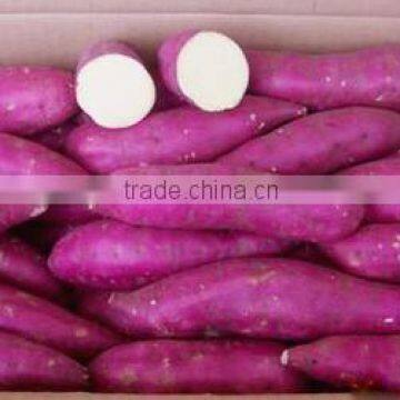 VIETNAM SWEET POTATO VIOLET CROP 2015