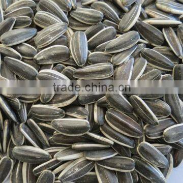 Price Of Sunflower Seeds 5009 With Good Quality Lowest Price photo-3